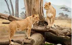 lionesses