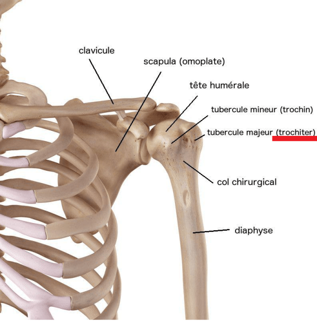 Broken or fractured your humerus at the shoulder? Me too.  Let’s share tips –&nbsp;#BrokenLeftArm
